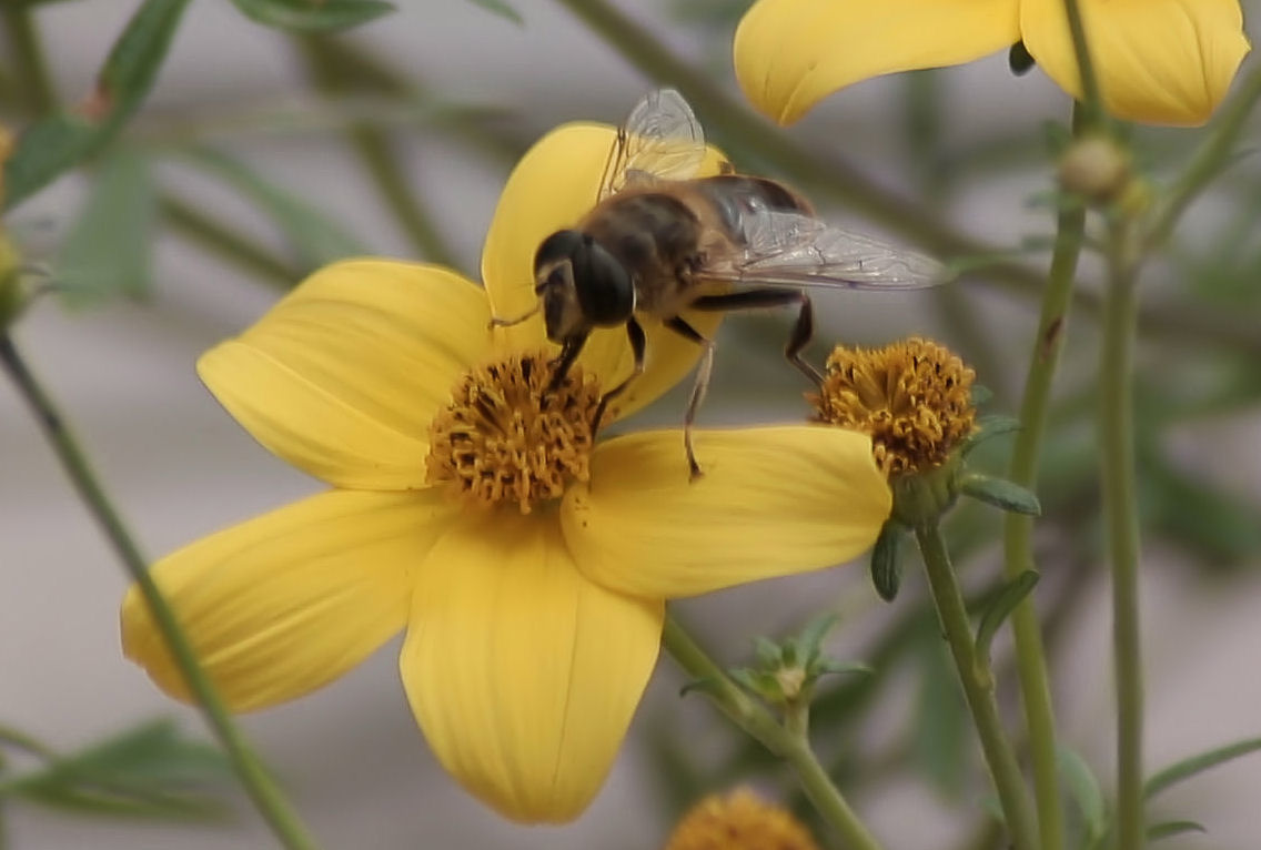 Bidens bee