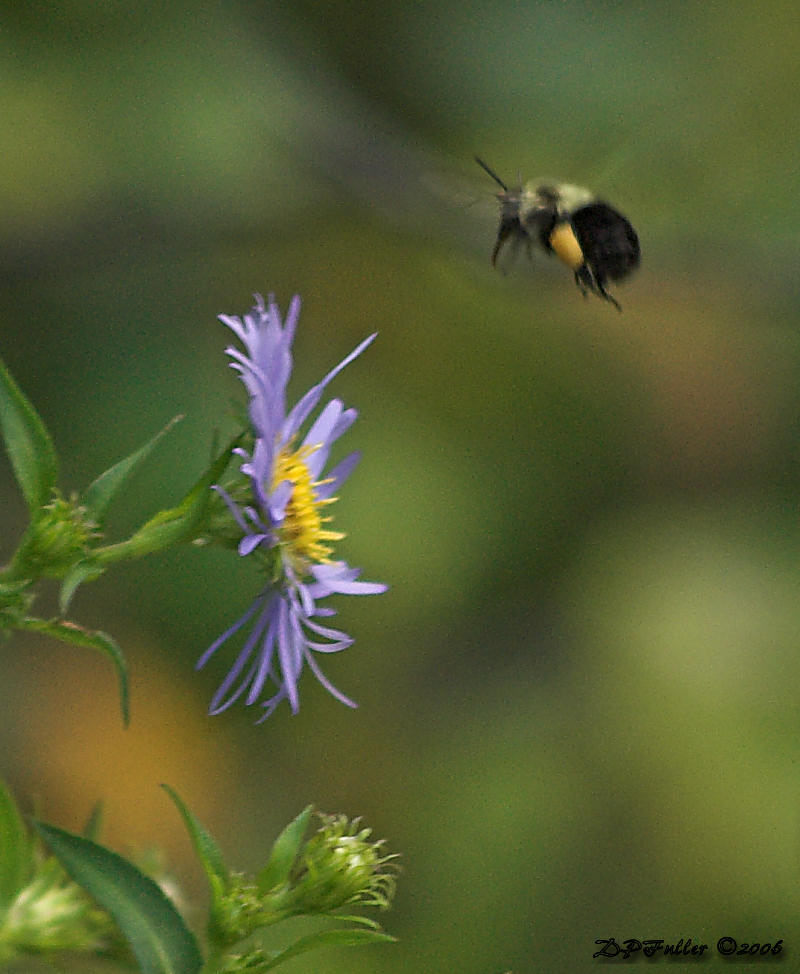 Bee in flight