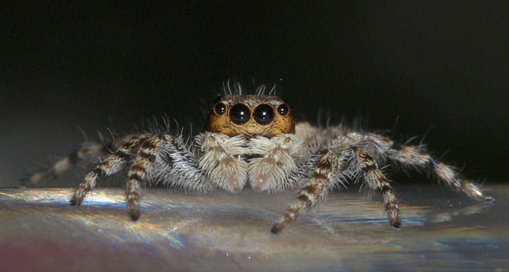 Jumping spider 1